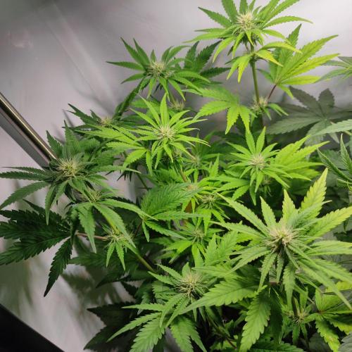 Sticky Broccoli | Pineapple Ex | Lemon W. Week 6