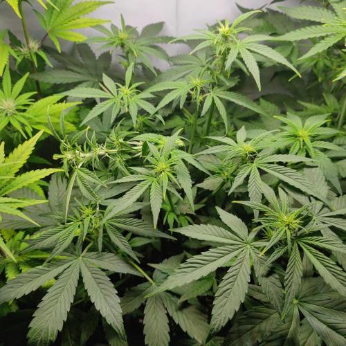 Sticky Broccoli | Pineapple Ex | Lemon W. Week 6