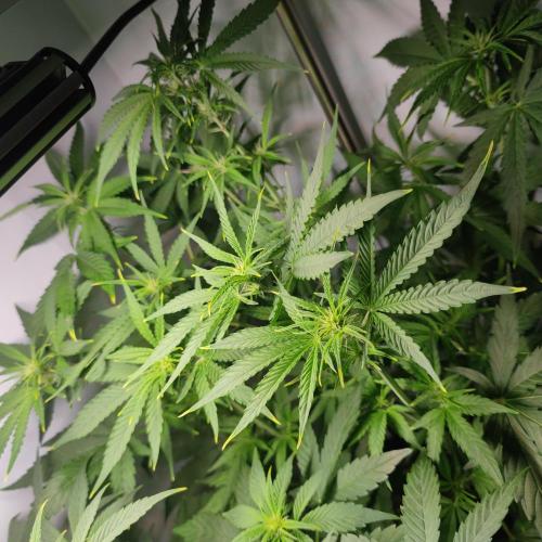Sticky Broccoli | Pineapple Ex | Lemon W. Week 6