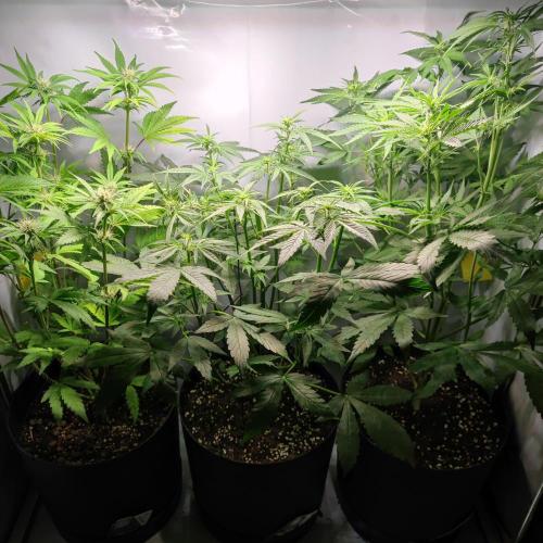 Sticky Broccoli | Pineapple Ex | Lemon W. Week 6