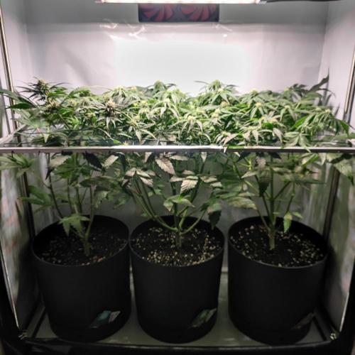 Sticky Broccoli | Pineapple Ex | Lemon W. Week 7