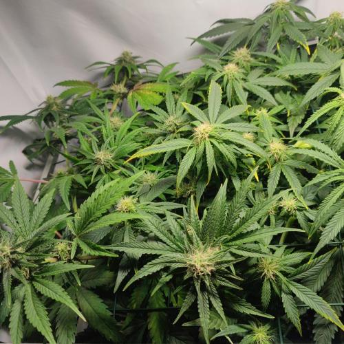 Sticky Broccoli | Pineapple Ex | Lemon W. Week 7