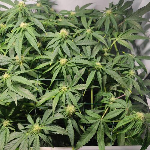 Sticky Broccoli | Pineapple Ex | Lemon W. Week 7