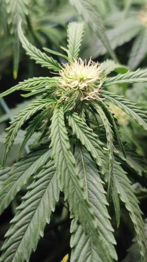 Sticky Broccoli | Pineapple Ex | Lemon W. Week 7