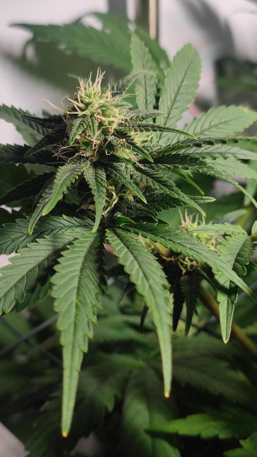 Sticky Broccoli | Pineapple Ex | Lemon W. Week 7