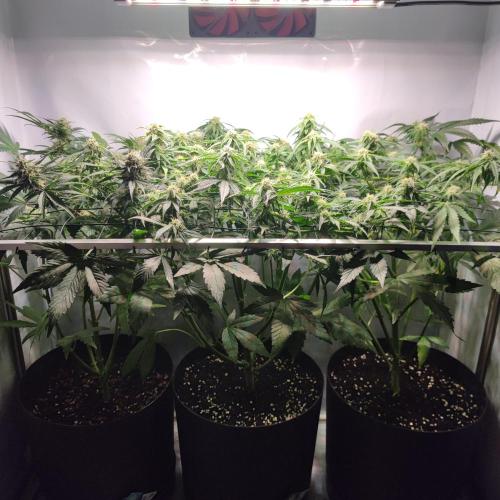 Sticky Broccoli | Pineapple Ex | Lemon W. Week 8
