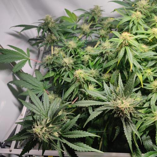 Sticky Broccoli | Pineapple Ex | Lemon W. Week 8