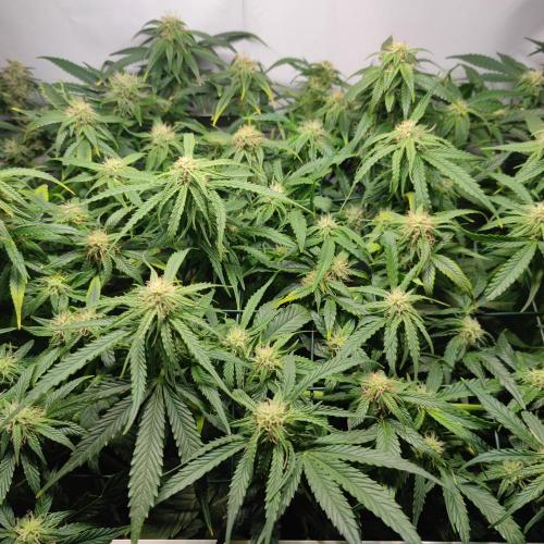 Sticky Broccoli | Pineapple Ex | Lemon W. Week 8