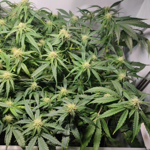 Sticky Broccoli | Pineapple Ex | Lemon W. Week 8
