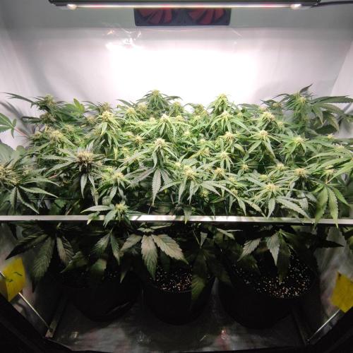 Sticky Broccoli | Pineapple Ex | Lemon W. Week 8
