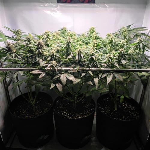 Sticky Broccoli | Pineapple Ex | Lemon W. Week 9