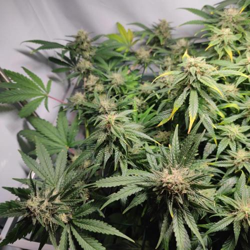 Sticky Broccoli | Pineapple Ex | Lemon W. Week 9