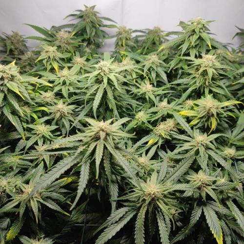 Sticky Broccoli | Pineapple Ex | Lemon W. Week 9