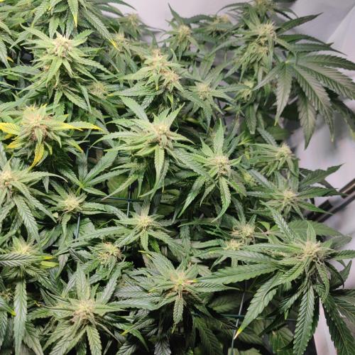 Sticky Broccoli | Pineapple Ex | Lemon W. Week 9
