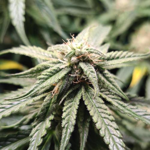 Sticky Broccoli | Pineapple Ex | Lemon W. Week 9