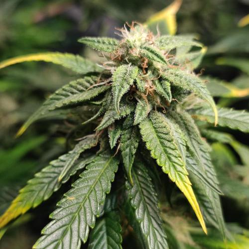 Sticky Broccoli | Pineapple Ex | Lemon W. Week 9