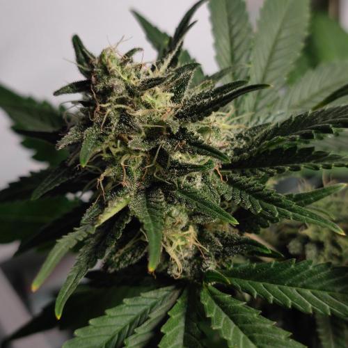 Sticky Broccoli | Pineapple Ex | Lemon W. Week 9