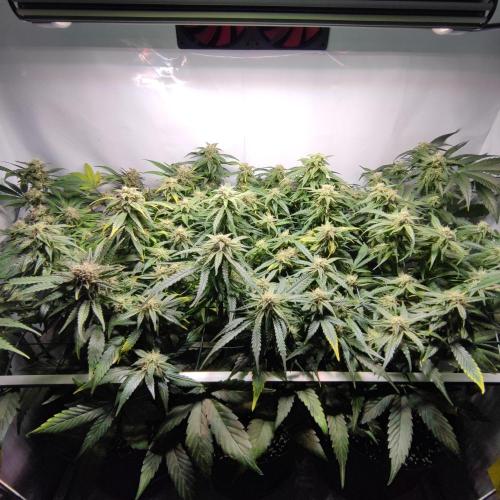 Sticky Broccoli | Pineapple Ex | Lemon W. Week 9
