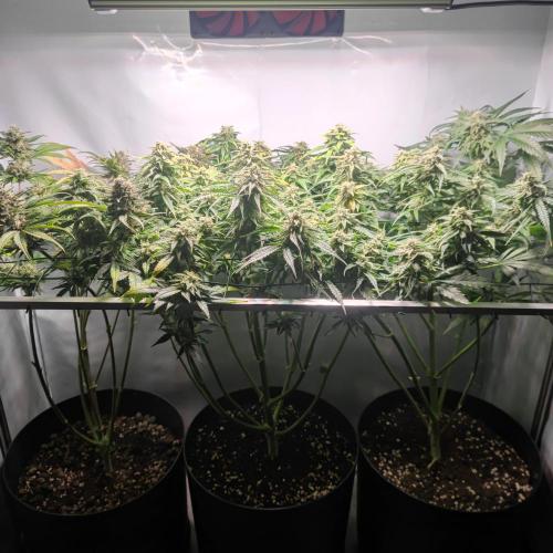 Sticky Broccoli | Pineapple Ex | Lemon W. Week 10