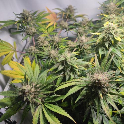 Sticky Broccoli | Pineapple Ex | Lemon W. Week 10