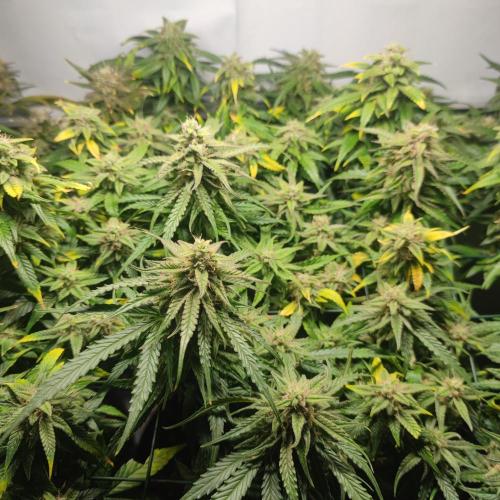 Sticky Broccoli | Pineapple Ex | Lemon W. Week 10