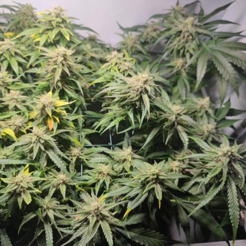 Sticky Broccoli | Pineapple Ex | Lemon W. Week 10