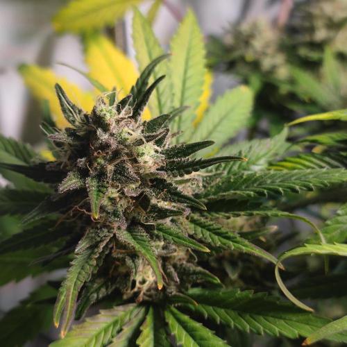Sticky Broccoli | Pineapple Ex | Lemon W. Week 10