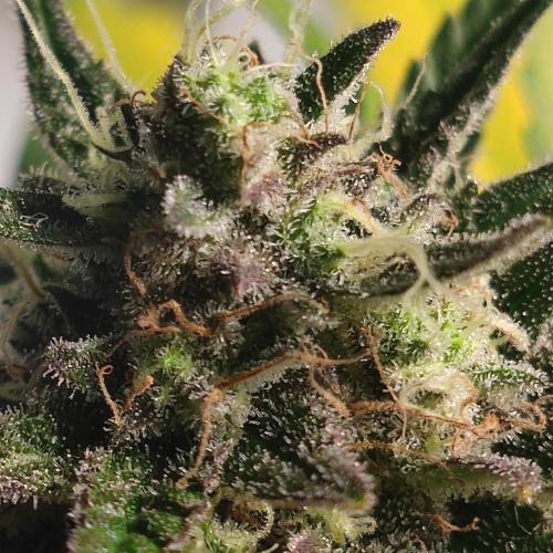 Sticky Broccoli | Pineapple Ex | Lemon W. Week 10