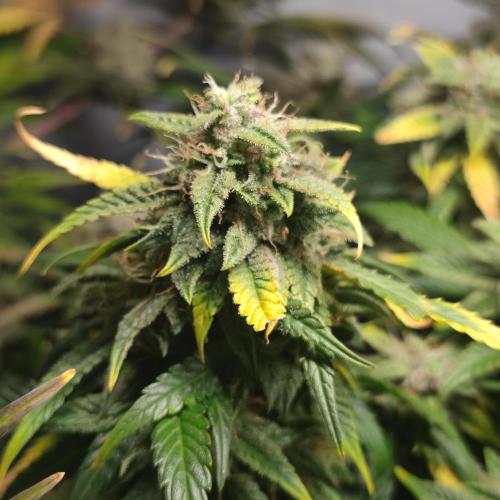 Sticky Broccoli | Pineapple Ex | Lemon W. Week 10