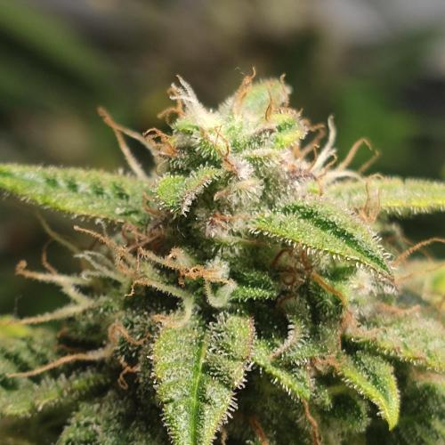 Sticky Broccoli | Pineapple Ex | Lemon W. Week 10