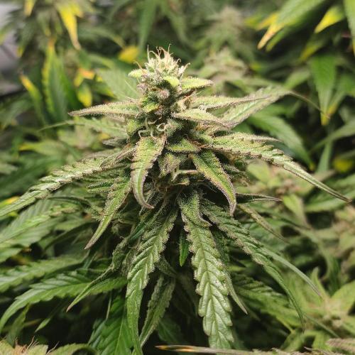 Sticky Broccoli | Pineapple Ex | Lemon W. Week 10