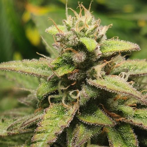 Sticky Broccoli | Pineapple Ex | Lemon W. Week 10