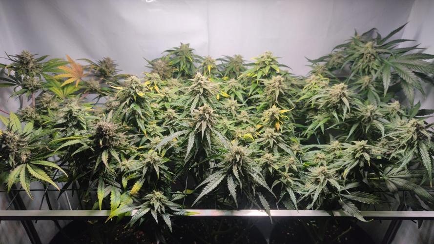 Sticky Broccoli | Pineapple Ex | Lemon W. Week 10