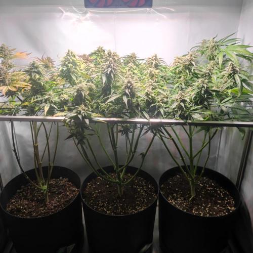 Sticky Broccoli | Pineapple Ex | Lemon W. Week 11