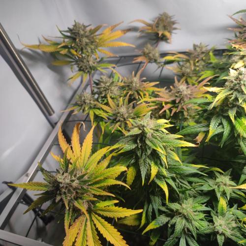 Sticky Broccoli | Pineapple Ex | Lemon W. Week 11