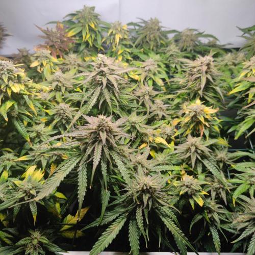 Sticky Broccoli | Pineapple Ex | Lemon W. Week 11