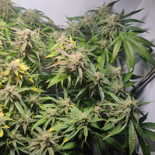 Sticky Broccoli | Pineapple Ex | Lemon W. Week 11