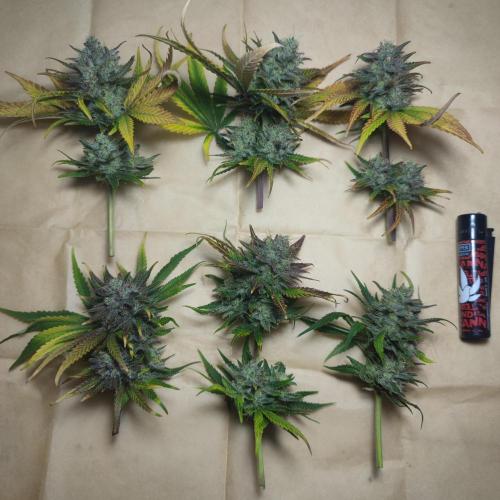 Sticky Broccoli | Pineapple Ex | Lemon W. Week 12