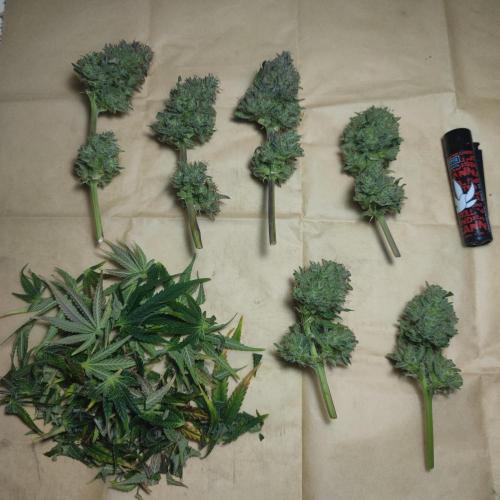 Sticky Broccoli | Pineapple Ex | Lemon W. Week 12