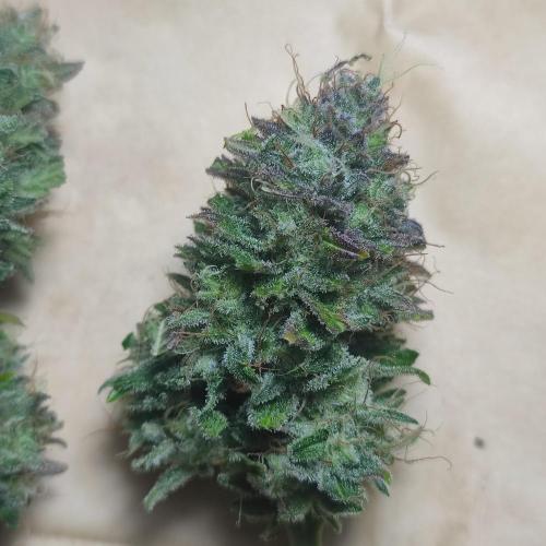 Sticky Broccoli | Pineapple Ex | Lemon W. Week 12