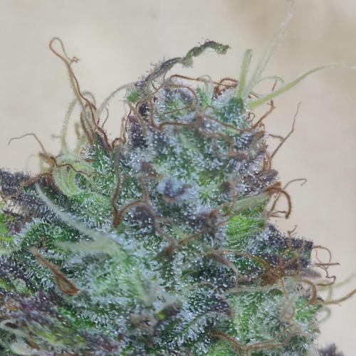 Sticky Broccoli | Pineapple Ex | Lemon W. Week 12