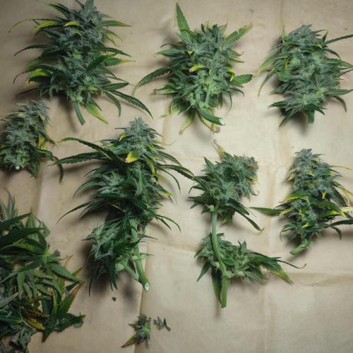 Sticky Broccoli | Pineapple Ex | Lemon W. Week 12