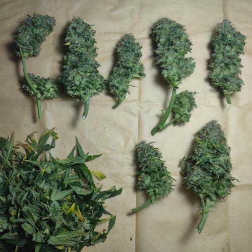 Sticky Broccoli | Pineapple Ex | Lemon W. Week 12