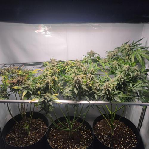 Sticky Broccoli | Pineapple Ex | Lemon W. Week 12