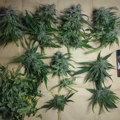 Sticky Broccoli | Pineapple Ex | Lemon W. Week 12