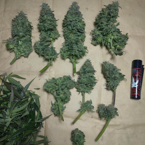 Sticky Broccoli | Pineapple Ex | Lemon W. Week 12