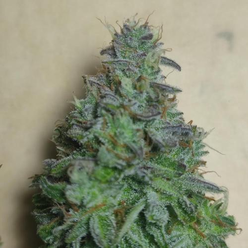Sticky Broccoli | Pineapple Ex | Lemon W. Week 12