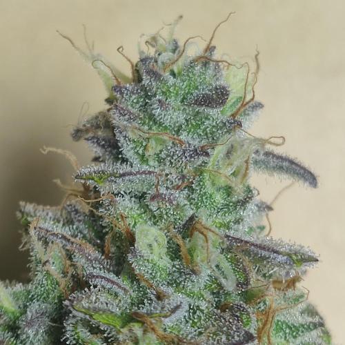 Sticky Broccoli | Pineapple Ex | Lemon W. Week 12