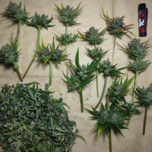 Sticky Broccoli | Pineapple Ex | Lemon W. Week 12