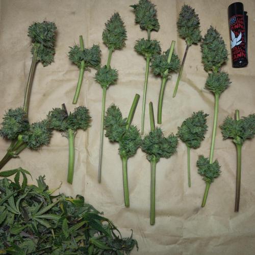 Sticky Broccoli | Pineapple Ex | Lemon W. Week 12